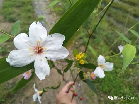 竹子開花|竹子开花